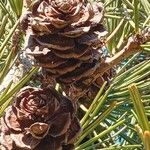 Sciadopitys verticillata Fruit