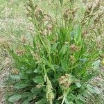 Rumex acetosaFlower