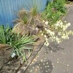 Yucca flaccida Habit