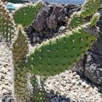 Opuntia orbiculata Bark