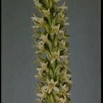 Platanthera elegans Flor