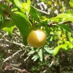 Prunus x cerea Fruit