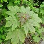 Acer pseudoplatanus Листок