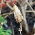 Silene schafta Fruit