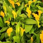 Zantedeschia albomaculata Агульны выгляд