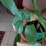 Philodendron bipennifolium 葉