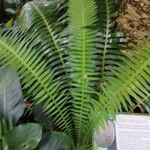 Dioon spinulosum List