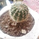 Echinocereus dasyacanthus Лист