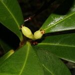 Clusia palmana Leaf