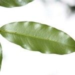 Syzygium cordemoyi Hoja