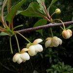 Schisandra grandiflora Habitus