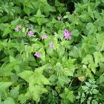 Lunaria annua Hábitos