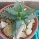 Faucaria tigrina ഇല