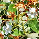 Clusia criuva Flor