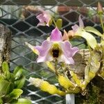 Dendrobium trantuanii 花