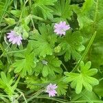 Geranium molle Folha