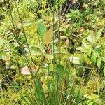 Xyris congensis Leaf