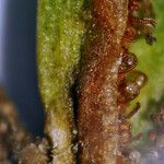 Asplenium x alternifolium 果実