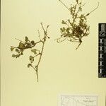 Phyllanthus clarkei Other