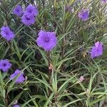 Ruellia simplex Blüte