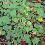 Thalictrum dioicum Hábito