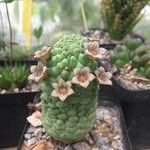 Larryleachia picta Flors