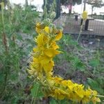 Crotalaria pallidaFlower