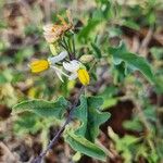 Solanum hastifolium Floro