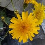 Hieracium glaucinum Flower