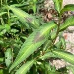 Persicaria lapathifolia Likasa