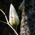 Clematis patens Kita