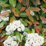 Photinia serrulataഇല