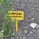 Asparagus asparagoides Blatt