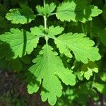 Chelidonium majusBlad