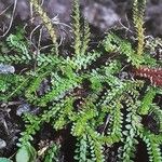 Selaginella helvetica ഇല