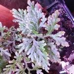 Selaginella martensii 叶