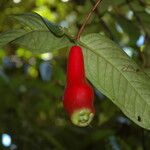 Syzygium coarctatum Fruit