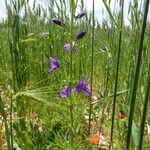 Delphinium orientale Kvet