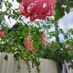 Hibiscus schizopetalus 花