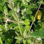Salvia viridis Owoc
