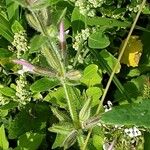 Salvia viridis Fruit