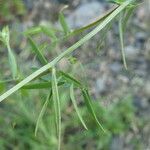 Vicia pubescens ഇല