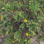 Hypericum balearicum Blatt