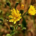 Lapsana communis 花