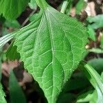 Adenostemma mauritianum Feuille