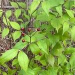 Lonicera maackiiFruit