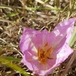 Colchicum bivonae Flor