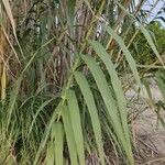 Arundo donax পাতা