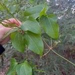 Clematis aristata Leaf