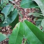 Picralima nitida Hoja
